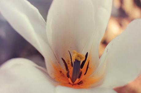 photos-photographies-printemps-jardin