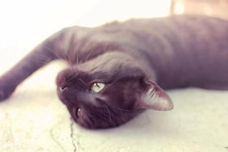 photos-photographies-printemps-jardin