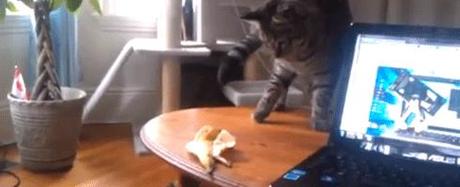 chat-vs-banane