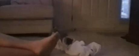 chaton-qui-sent-les-pieds