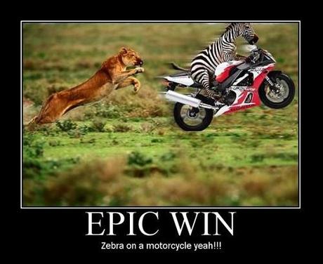 epic win : zebra on a motorcycle !