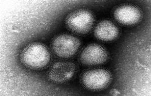 Le virus AVIAIRE H7N9 capable de se lier au récepteur humain  – Chinese Science Bulletin