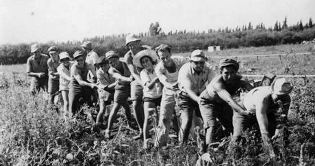 PikiWiki_Israel_1172_Kibutz_Gan-Shmuel_ks4-_103_גן-שמואל-בגן_הירק_1951