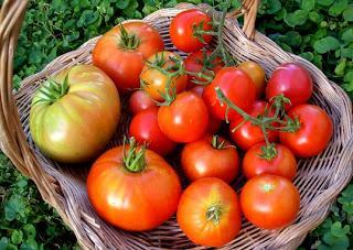 Tomate : fruit timide - rougit en prenant des formes