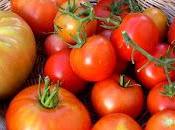 Tomate fruit timide rougit prenant formes