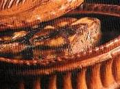 Terrine foies volaille