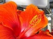 conseils pour Hibiscus