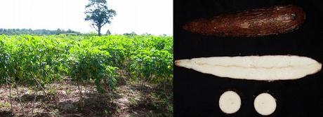 Et si on démocratisait les OGM? (1)