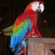 Fêter la Saint Jean dans la jungle