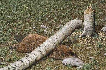 Sauve un arbre : mange un castor