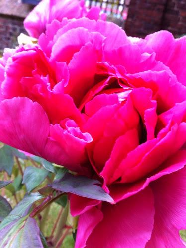 Fragiles et éphémères