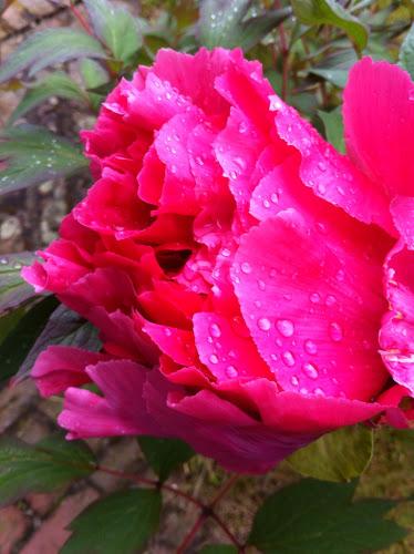 Fragiles et éphémères