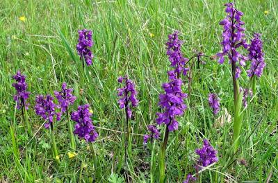 Pelouses du Toulois : Orchidées en pleine floraison et en fin de floraison