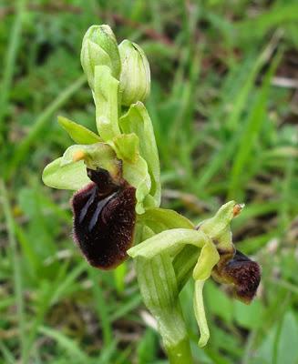 Pelouses du Toulois : Orchidées en pleine floraison et en fin de floraison