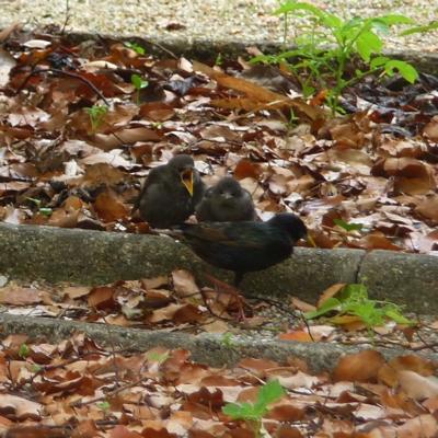 étourneauxP1360396