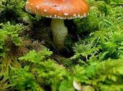 communication plantes champignons