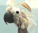 vidéo oscar perroquet nu sans plumes moche