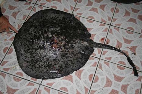 « Lolo goes fishing » raie-1.1208807820.jpg