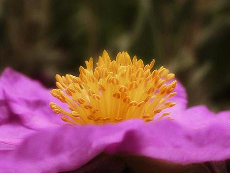 CISTE-COTONNEUX-CISTUS-ALBIDUS.jpg