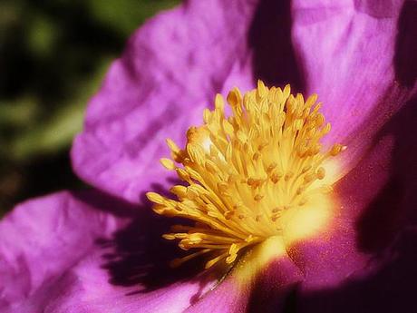 CISTE COTONNEUX CISTUS ALBIDUS (2)