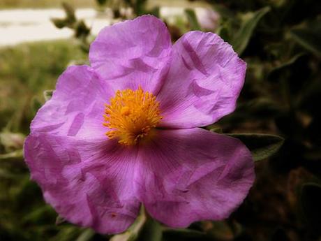 CISTE COTONNEUX CISTUS ALBIDUS (8)