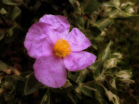 CISTE COTONNEUX CISTUS ALBIDUS (5)