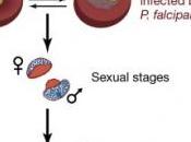 PALUDISME: Quand parasites parlent pour organiser leur survie Cell