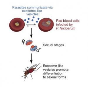 PALUDISME: Quand les parasites se parlent pour organiser leur survie – Cell