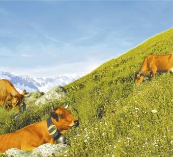 AlpagesTarine 340x307