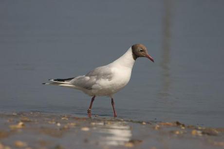 mouette_rieuse2