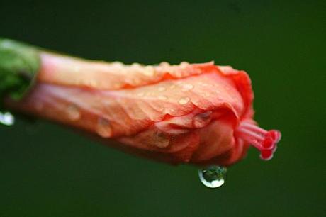 jardin en fleur de mai 015