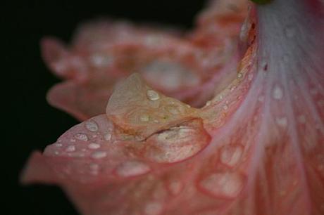 jardin en fleur de mai 010