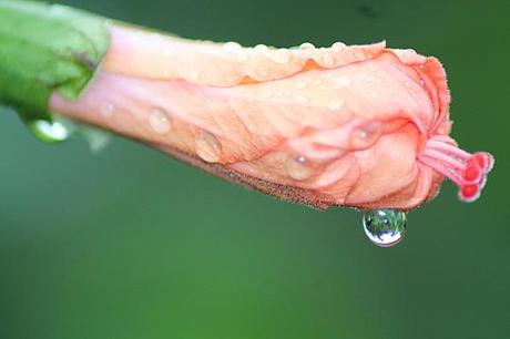 jardin en fleur de mai 012