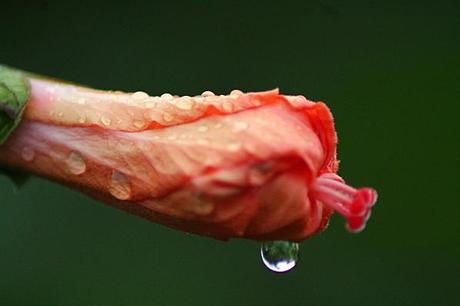 jardin en fleur de mai 013