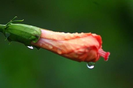 jardin en fleur de mai 011