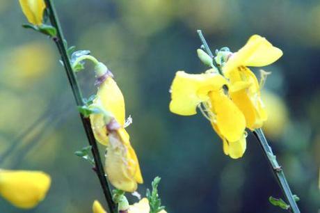 7 genet 24 mai 2008 052.jpg