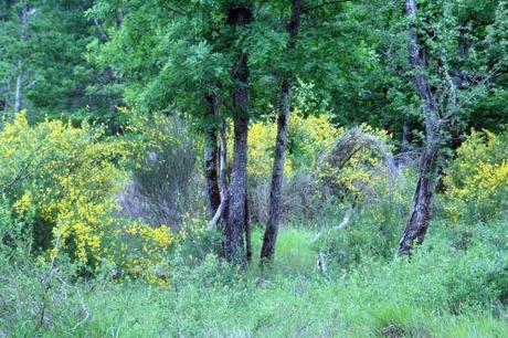 1 genet 31 mai 008.jpg