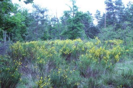 2 genet 31 mai 006.jpg