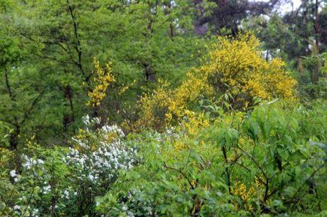 d genet gb 17 mai 2013 104.jpg