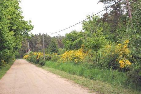 a genet gb 17 mai 2013 210.jpg