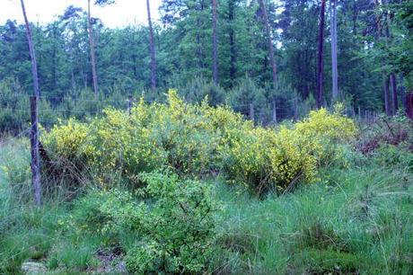 3 genet 24 mai 2008 047.jpg