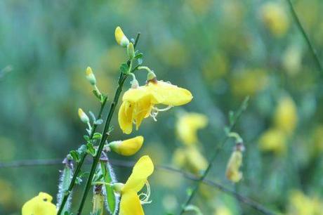 6 genet fleurs 24 mai 2008 050.jpg