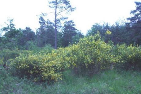 4 genet 31 mai 001.jpg