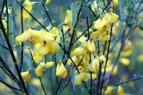 5 genet 31 mai 009.jpg