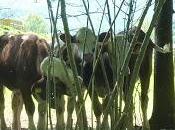 Belles promenades Bavière: Eschenlohe l'Osterfeuerspitze