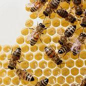 La Russie avertit Obama: une guerre globale sur la disparition des abeilles menace