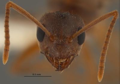 Nylanderia-fulva-crazy-ants