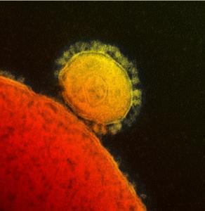 CORONAVIRUS NCoV: L'OMS s'attend à un plus grand nombre de cas – OMS- ECDC