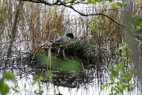 Promenades pour temps de pluie