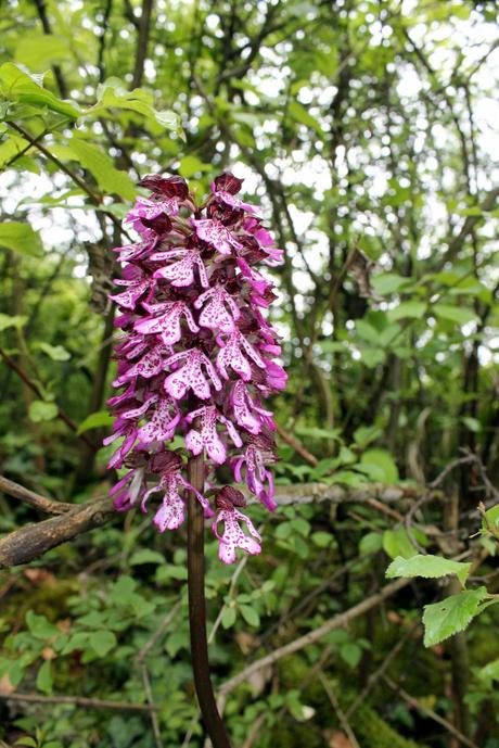 Promenades pour temps de pluie